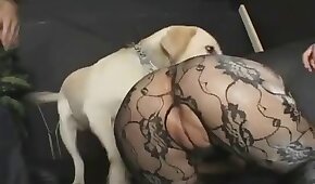 sexo com animais,vídeos de bestialidade