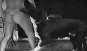 sexo de cachorro,sexo com animais