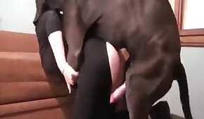 tvgol - sexo de cachorro,sexo foda animal